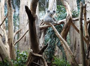 34_Koalamännchen_Yuma_im_Schaugehege_des_Koala-Hauses_c_Zoo_Leipzig