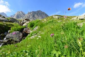 Alpenwiese mit Wildblumen und Schmetterling vor Bergpanorama in den Urner Alpen