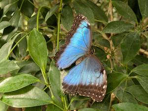 Blauer Morpho-Schmetterling auf grünem Blatt in der Schmetterlingsfarm Trassenheide, Usedom
