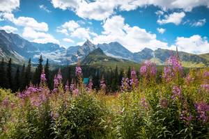 Blühendes Weidenröschen vor Berggipfeln im Tatra-Nationalpark bei Zakopane