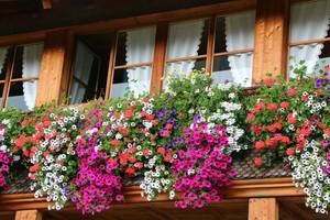 Blumengeschmückter Holzbalkon mit Geranien und Petunien, typisches Alpenhaus im Bregenzerwald, Vorarlberg