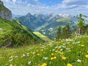 Blumenwiese im Alpstein mit Blick auf Sämtiser See und Säntis, Appenzell Schweiz