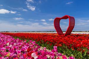 Buntes Tulpenfeld mit rotem Herz-Symbol nahe Keukenhof, Niederlande