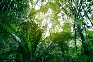 Dichtes Blätterdach im tropischen Regenwald mit einfallendem Sonnenlicht