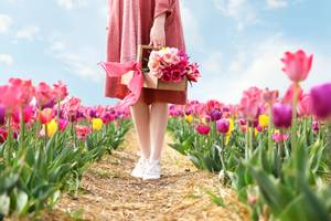 Frau in rosa Kleid mit Tulpenstrauß im Blumenfeld, Niederlande im Frühling