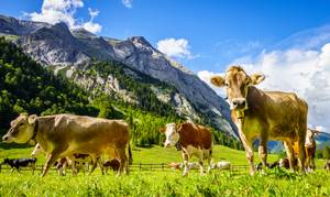 Kuhherde auf saftiger Alm vor Bergpanorama der Eng Alm in Österreich
