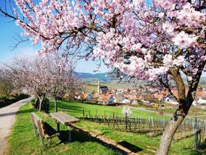 Mandelblüte über Weinort in der Pfalz mit Bank und Aussicht auf Dorf