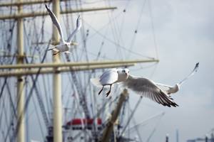 Möwen im Flug vor Segelschiff-Takelage im Hafen Hamburg
