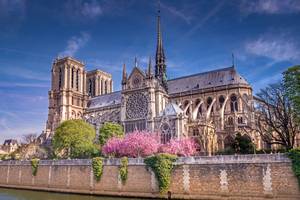 Notre-Dame Kathedrale Paris mit Kirschblüten an der Seine im Frühling