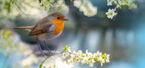 Rotkehlchen sitzt auf Ast zwischen weißer Kirschblüte im Frühlingsgarten
