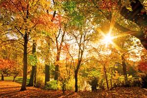 Sonnenstrahlen durchbrechen bunt gefärbtes Herbstlaub in einem Wald
