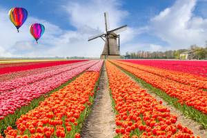 Tulpenfelder mit Windmühle und Heißluftballons in Holland