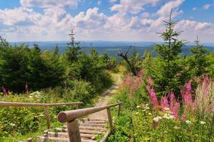 Wanderweg mit Holztreppe zum Fichtelberg bei Oberwiesenthal im Erzgebirge