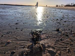 Wattenmeer am Strand Wiek auf Föhr bei Sonnenuntergang mit Muscheln im Sand