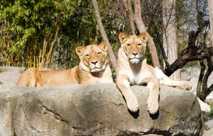 Zwei Löwinnen Kigali und Malu ruhen auf Felsen im Zoo Leipzig